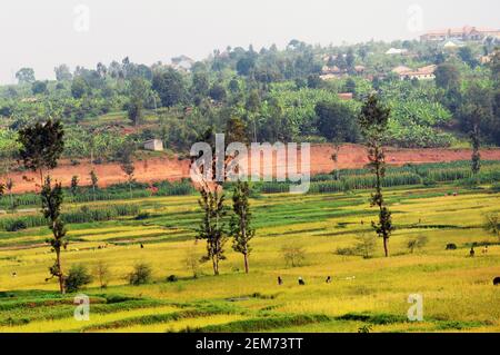 Rizières dans le sud du Rwanda. Banque D'Images