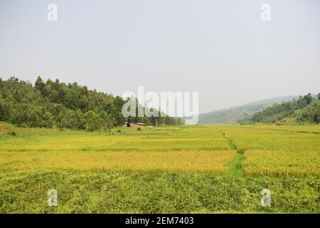 Rizières dans le sud du Rwanda. Banque D'Images