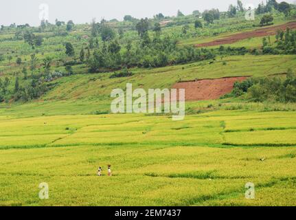 Rizières dans le sud du Rwanda. Banque D'Images