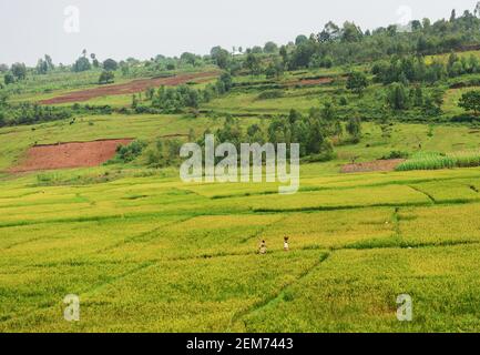 Rizières dans le sud du Rwanda. Banque D'Images