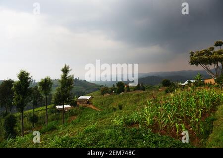 Plantations de thé rwandais dans le sud du Rwanda. Banque D'Images