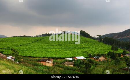 Plantations de thé rwandais dans le sud du Rwanda. Banque D'Images