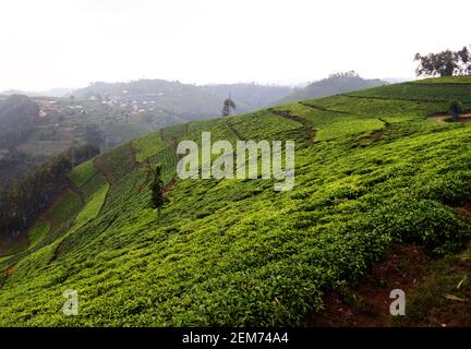 Plantations de thé rwandais dans le sud du Rwanda. Banque D'Images