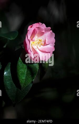 Fleurs de Camellia rose (famille des Theaceae) - jardin botanique de Caroline du Sud, Clemson, Caroline du Sud, États-Unis Banque D'Images