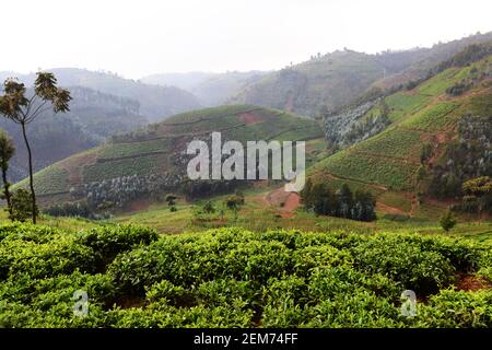 Plantations de thé rwandais dans le sud du Rwanda. Banque D'Images