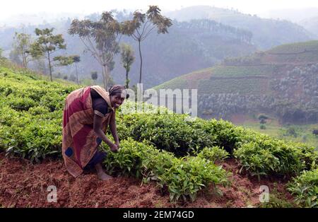 Plantations de thé rwandais dans le sud du Rwanda. Banque D'Images