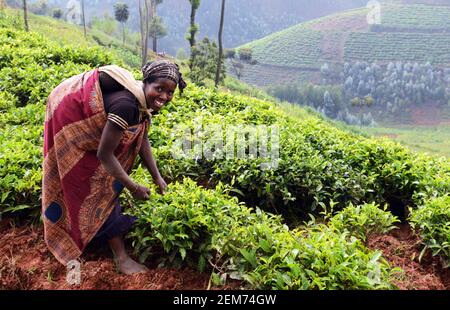 Plantations de thé rwandais dans le sud du Rwanda. Banque D'Images