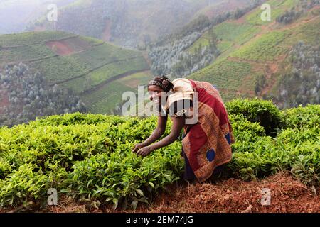 Plantations de thé rwandais dans le sud du Rwanda. Banque D'Images