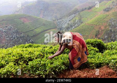 Plantations de thé rwandais dans le sud du Rwanda. Banque D'Images