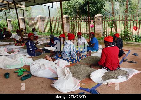 Des femmes rwandaises triaient des grains de café dans la région de Huye au Rwanda. Banque D'Images