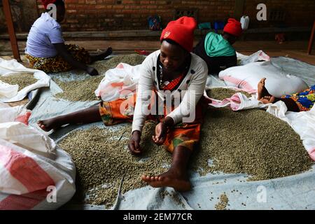 Des femmes rwandaises triaient des grains de café dans la région de Huye au Rwanda. Banque D'Images
