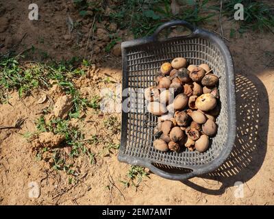 Fruits Sapodilla pourris et endommagés dans un panier en forme de coquille de couleur noire sur terre, compostage de fruits et de déchets alimentaires en Thaïlande Banque D'Images