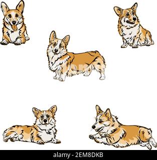Chien, corgi, diverses poses, mouvements et raccourcissement de figures, noir, couleurs Illustration de Vecteur