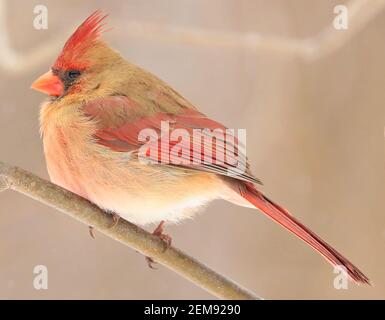 Northern Cardinal femme assise sur une succursale en hiver, Québec, Canada Banque D'Images