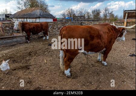 La ferme de Cossack avec de grands taureaux en automne Banque D'Images