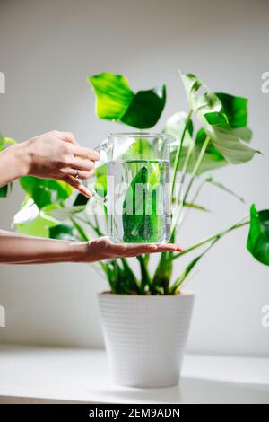 Les mains des femmes tenant la verseuse d'eau devant belle santé monstera dans un pot Banque D'Images