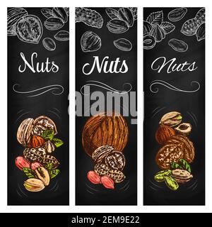 Banderoles pour tableaux noirs à croquis de noix et de légumineuses, Vector Super Food. Arachides, pistaches, noix, noisettes et graines de noix de coco avec coquillages, huche et feuilles c Illustration de Vecteur