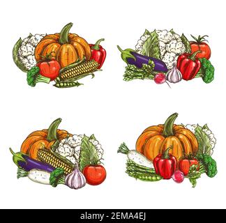 Légumes esquisse nourriture, ferme biologique, veggies de marché. Betteraves dessinées à la main, tomates et ail, citrouille, maïs végétarien, chou-fleur et brocoli c Illustration de Vecteur