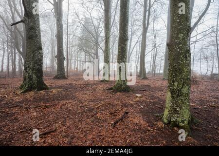Hêtre, Fagus sylvatica, lors d'une journée d'hiver brumeuse à Telemarkslunden à Rygge, Østfold, Norvège. Banque D'Images