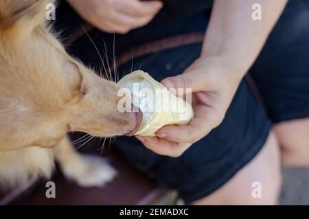 La main d'une femme adulte nourrit de la crème glacée à un chien rouge sur un banc dans un parc d'été. Un chien mixte à poil long pique de la crème glacée et des grimaces. Sélectionnez Banque D'Images