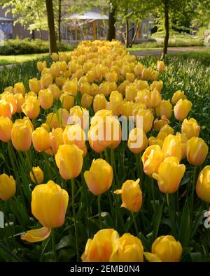 Magnifiques tulipes jaunes lumineuses en pleine floraison dans les champs de tulipes à Amsterdam, pays-Bas. Banque D'Images