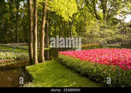 Belle journée d'été lumineuse et ensoleillée au jardin de tulipes à Amsterdam, pays-Bas. Banque D'Images