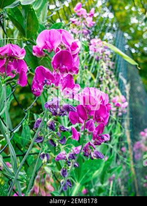 Pois doux en fleurs (Lathyrus tuberosus) avec quelques fleurs flétrissées, sur une clôture en fil de fer à l'arrière-plan - foyer sélectif Banque D'Images