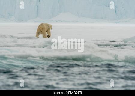 Ours polaire (Ursus maritimus) marchant le long de la bordure sud de la calotte glaciaire d'Austfonna, Norgaustlandet, Svalbard, Norvège. Banque D'Images