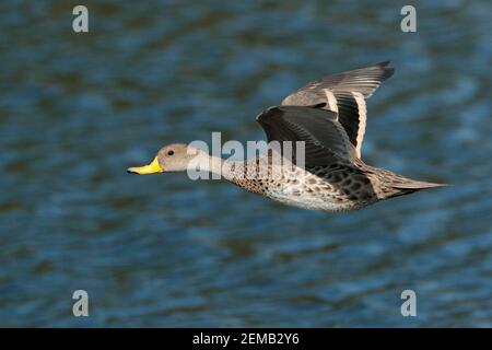 Pintail à bec jaune (Anas georgica), vue latérale en vol, île Chiloe, Chili 20 février 2020 Banque D'Images