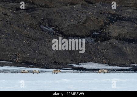 Rennes Svalbard, Rangifer tarandus, marche. Banque D'Images