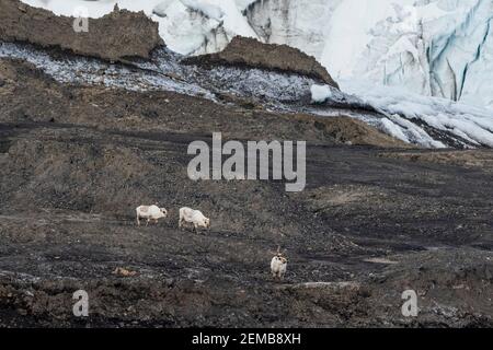 Rennes Svalbard, Rangifer tarandus, marche. Banque D'Images