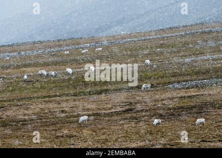 Rennes svalbard, Rangifer tarandus, paître dans la toundra sous une chute de neige. Banque D'Images