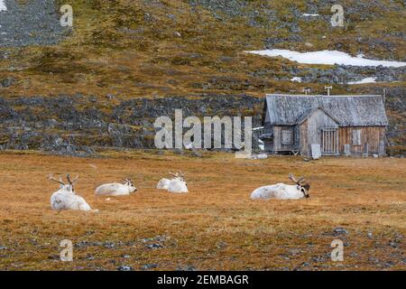 Rennes Svalbard, Rangifer tarandus, dans la toundra sous une chute de neige. Banque D'Images