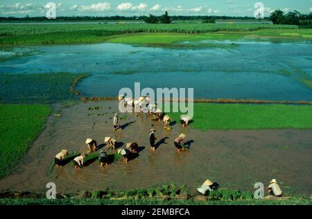 Transplantation de riz, nord du Vietnam, juin 1980 Banque D'Images