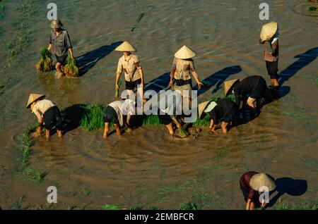 Transplantation de riz, nord du Vietnam, juin 1980 Banque D'Images