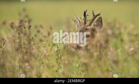 Le buck de cerf de Virginie se cachant dans une grande herbe verte un pré Banque D'Images