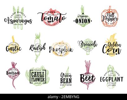 Croquis de vecteur végétal avec lettrage d'aliments agricoles. Tomate isolée, poivron, aubergine et brocoli, ail, oignon, gousses de maïs, de radis et de haricots, Illustration de Vecteur