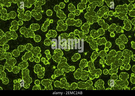 illustration de fond de couleur de lime biologique intense et originale dessinée numériquement Banque D'Images