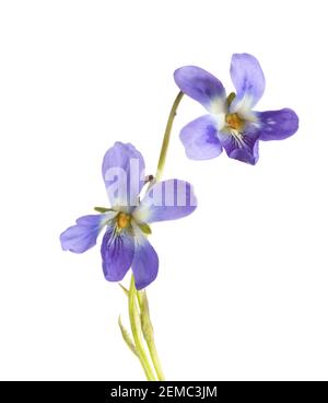 Deux fleurs de Violet de bois (Viola odorata) isolées sur fond blanc. Faible profondeur de champ. Mise au point sélective Banque D'Images