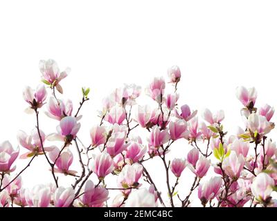 Branches avec de belles fleurs rose clair Magnolia isolées sur fond blanc. Bordure fleurie. Mise au point sélective. Banque D'Images