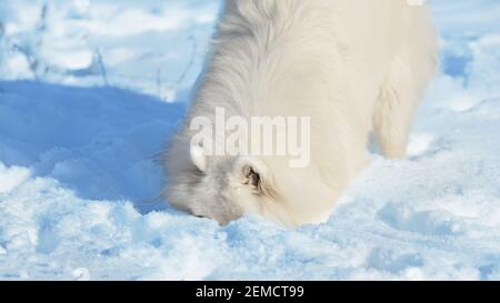 Le chien creuse dans la neige Banque D'Images
