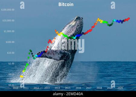 Braconnage de baleine avec le diagramme de la valeur du bitcoin de la bourse organigramme Banque D'Images