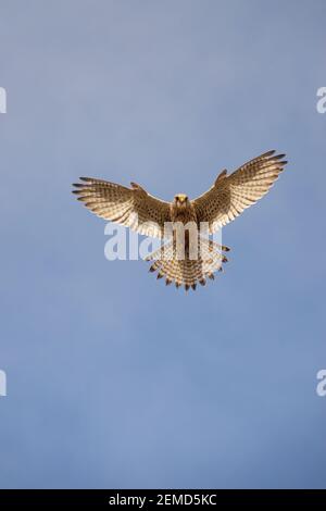 un kestrel se hait directement au-dessus d'un ciel bleu clair tout en spanningle sol ci-dessous pour les proies Banque D'Images