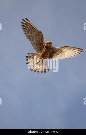 un kestrel se hait directement au-dessus d'un ciel bleu clair tout en spanningle sol ci-dessous pour les proies Banque D'Images