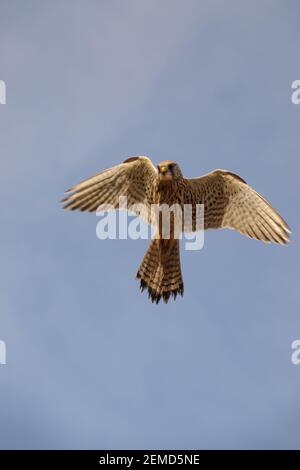 un kestrel se hait directement au-dessus d'un ciel bleu clair tout en spanningle sol ci-dessous pour les proies Banque D'Images