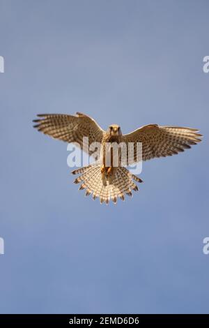 un kestrel se hait directement au-dessus d'un ciel bleu clair tout en spanningle sol ci-dessous pour les proies Banque D'Images