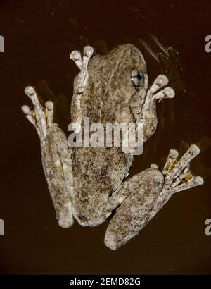 Grenouille d'arbre à pois d'émeraude (Litoria peronii). Une petite grenouille australienne sur une fenêtre en verre sombre la nuit. Queensland, Australie. Banque D'Images