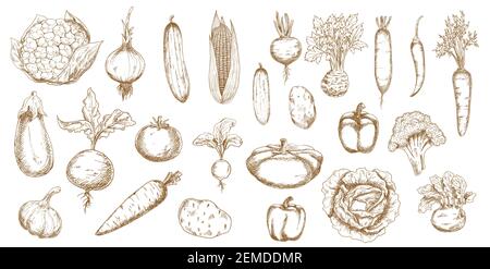 Croquis de légumes vectoriels de légumes de ferme. Objets alimentaires isolés de carottes, tomates, poivrons et oignons, choux, radis et ail, maïs, chou-fleur Illustration de Vecteur