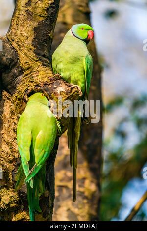 Une paire de perruches vertes à col annulaire (Psittacula krameri) Sur un arbre à Londres Banque D'Images