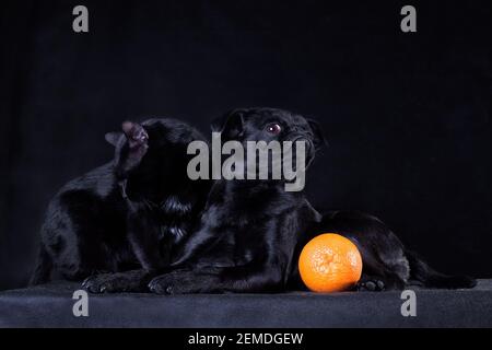 Petit Brabancon griffon noir chat et chien noir arrière-plan noir dans les poses courbes élégantes Banque D'Images